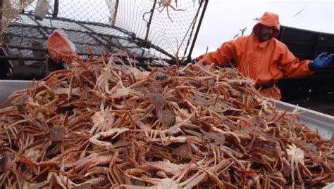 crab fisherman jobs|Crabs Fishing Jobs, Employment .